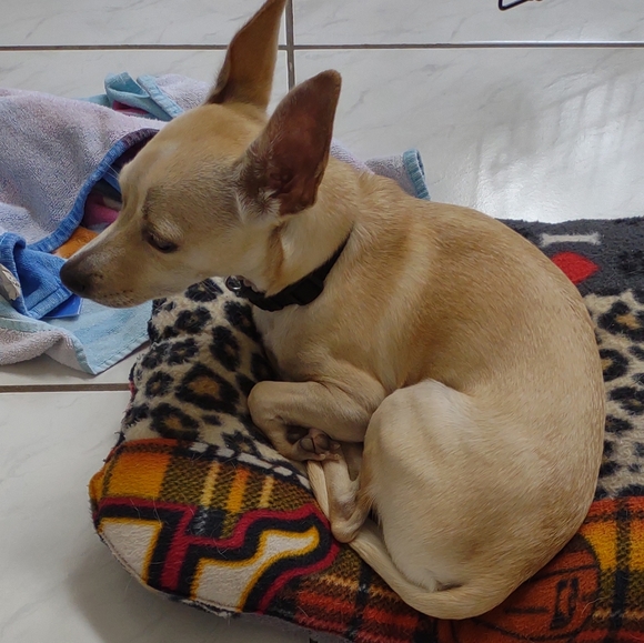 NWOT Raiders Dog bed new xlarge handmade - Picture 7 of 7